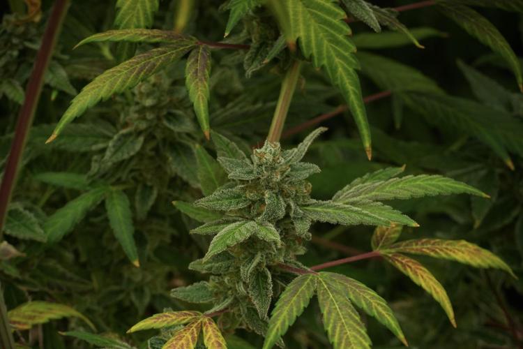 Catching The Ghost Train Haze @ Zamnesia. Week 13 - Ghost Train Haze queen 12-12 from seed 