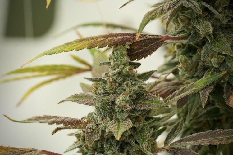 Catching The Ghost Train Haze @ Zamnesia. Week 13 - Ghost Train Haze queen 12-12 from seed 