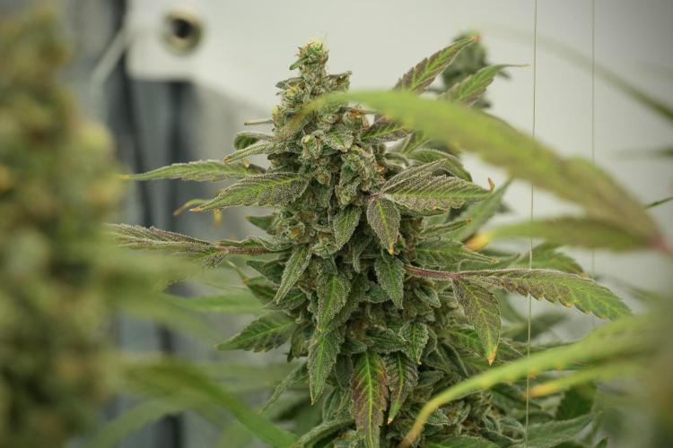 Catching The Ghost Train Haze @ Zamnesia. Week 13 - Ghost Train Haze queen 12-12 from seed 