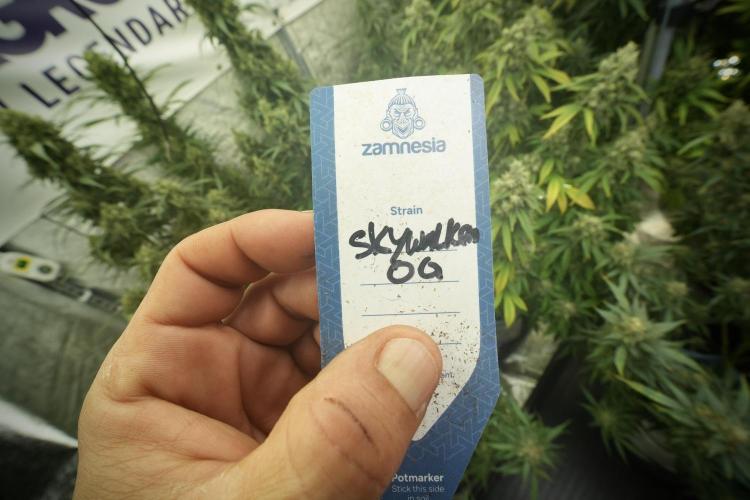 Skywalker OG Legends of the 12/12 Galaxy. Week 13 - Skywalker OG 12-12 from seed 