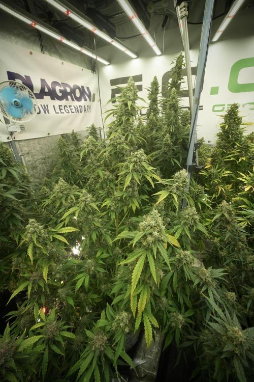 Skywalker OG Legends of the 12/12 Galaxy. Week 13 - Skywalker OG 12-12 from seed 
