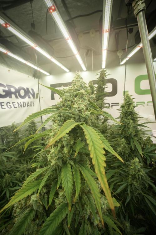 Skywalker OG Legends of the 12/12 Galaxy. Week 13 - Skywalker OG 12-12 from seed 