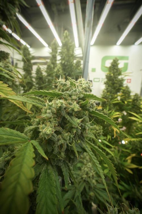 Skywalker OG Legends of the 12/12 Galaxy. Week 13 - Skywalker OG 12-12 from seed 