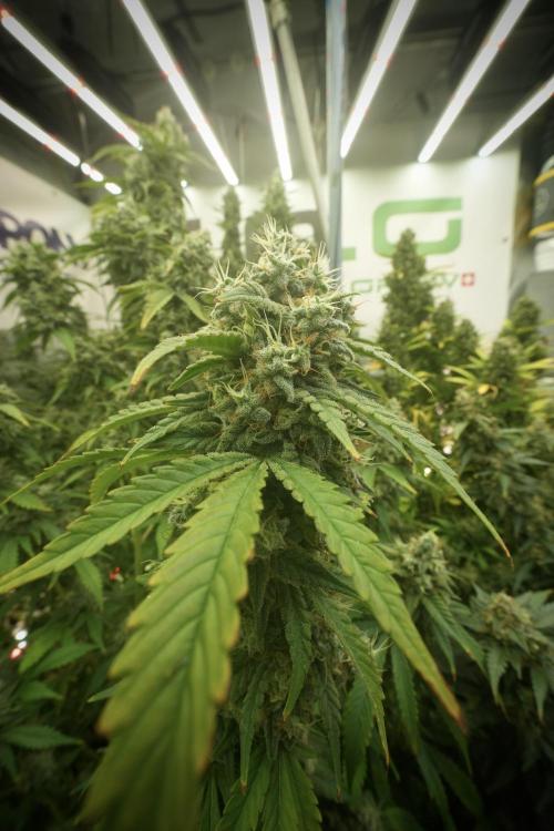 Skywalker OG Legends of the 12/12 Galaxy. Week 13 - Skywalker OG 12-12 from seed 