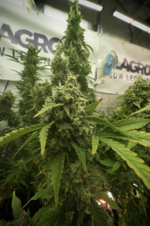 Skywalker OG Legends of the 12/12 Galaxy. Week 13 - Skywalker OG 12-12 from seed 