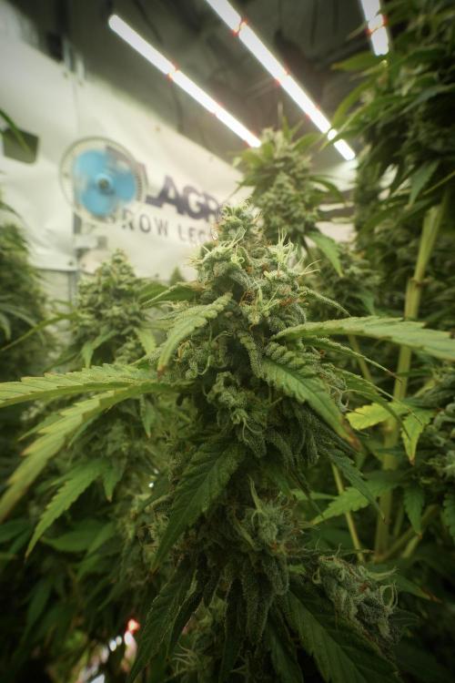 Skywalker OG Legends of the 12/12 Galaxy. Week 13 - Skywalker OG 12-12 from seed 