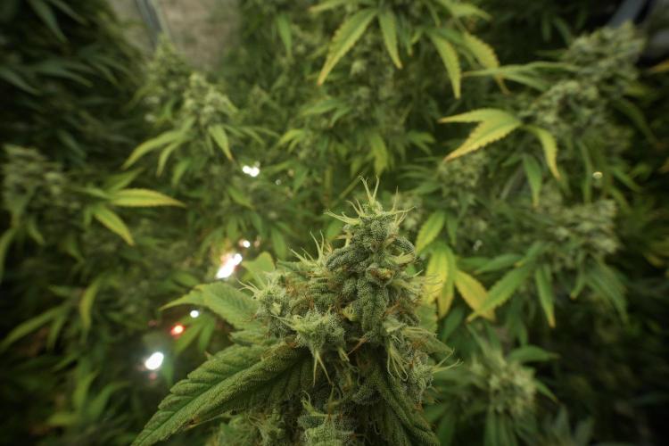 Skywalker OG Legends of the 12/12 Galaxy. Week 13 - Skywalker OG 12-12 from seed 