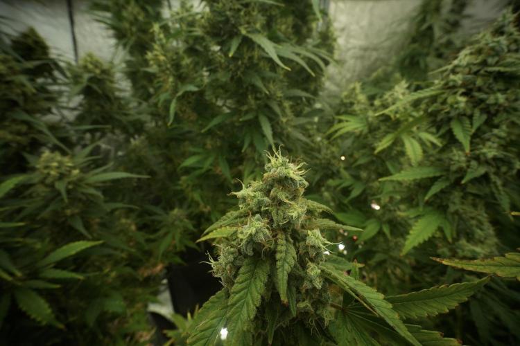 Skywalker OG Legends of the 12/12 Galaxy. Week 13 - Skywalker OG 12-12 from seed 