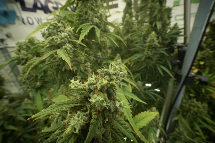 Skywalker OG Legends of the 12/12 Galaxy. Week 13 - Skywalker OG 12-12 from seed 