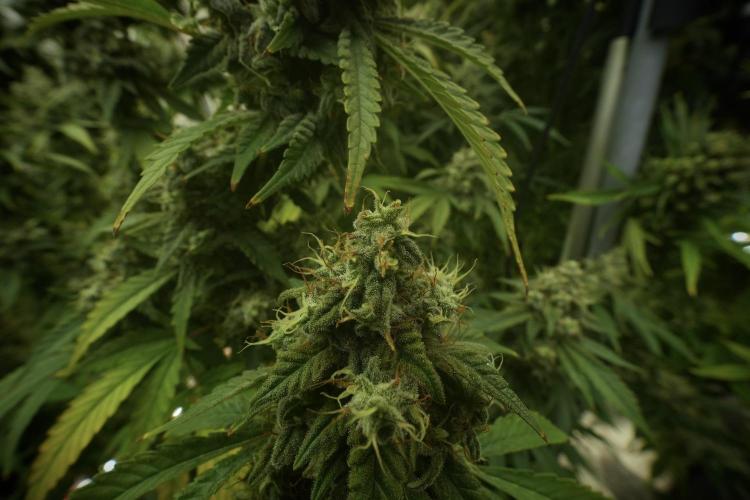 Skywalker OG Legends of the 12/12 Galaxy. Week 13 - Skywalker OG 12-12 from seed 