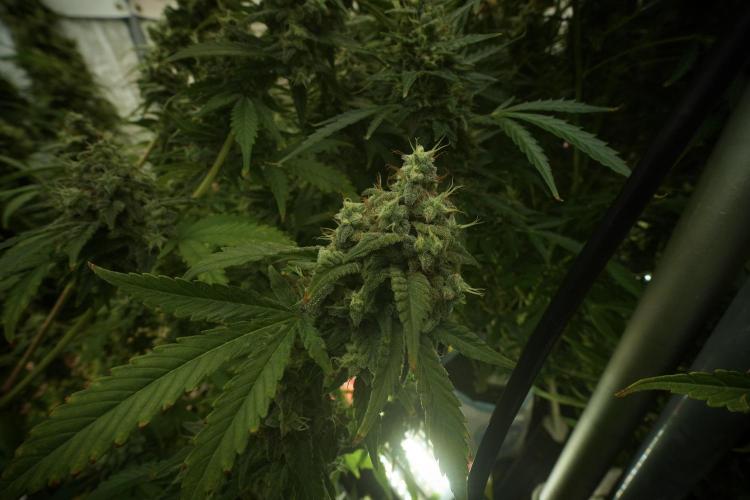 Skywalker OG Legends of the 12/12 Galaxy. Week 13 - Skywalker OG 12-12 from seed 