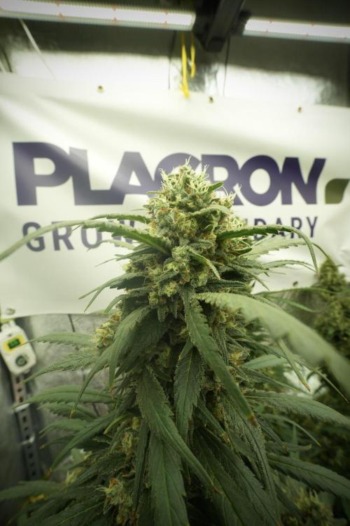 Skywalker OG Legends of the 12/12 Galaxy. Week 13 - Skywalker OG 12-12 from seed 