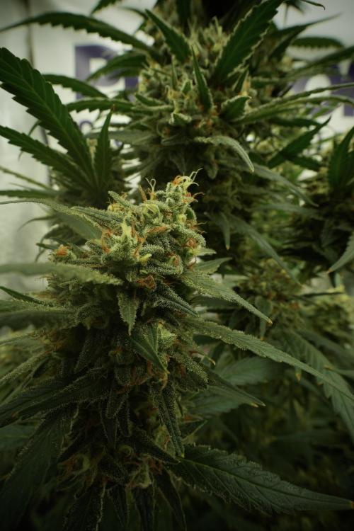 Skywalker OG Legends of the 12/12 Galaxy. Week 13 - Skywalker OG 12-12 from seed 