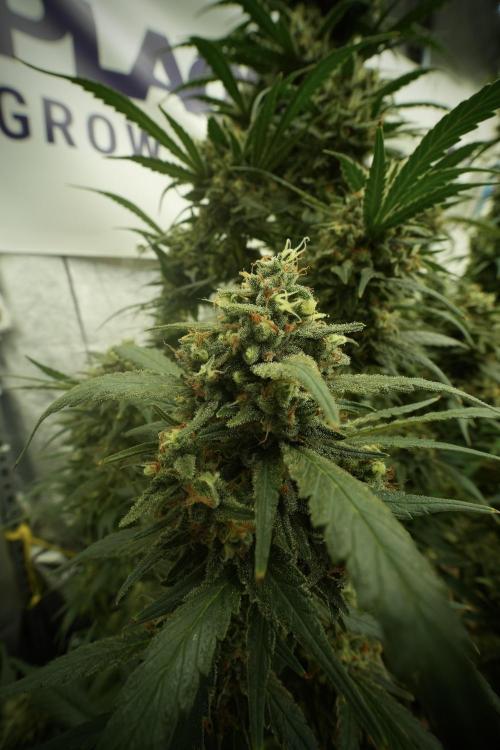 Skywalker OG Legends of the 12/12 Galaxy. Week 13 - Skywalker OG 12-12 from seed 