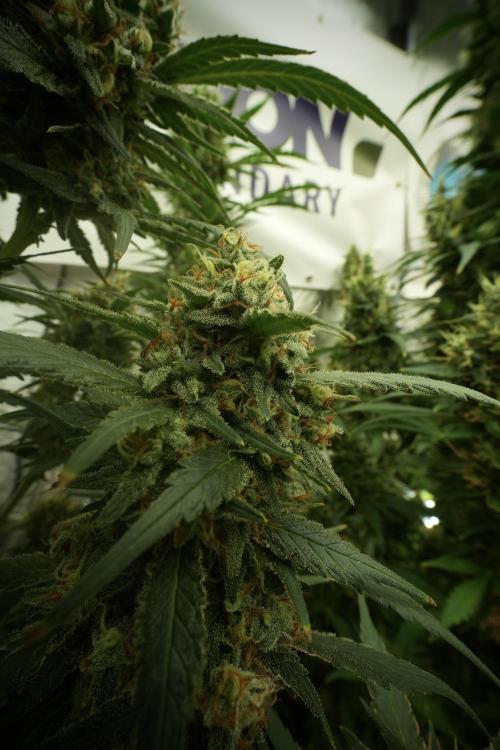 Skywalker OG Legends of the 12/12 Galaxy. Week 13 - Skywalker OG 12-12 from seed 