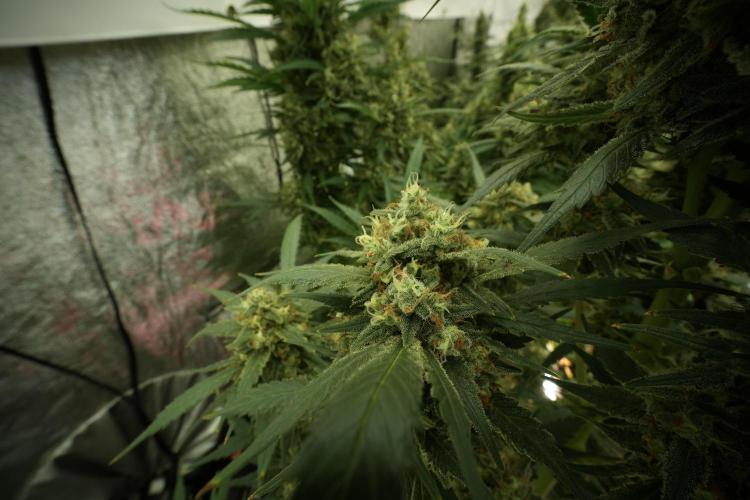 Skywalker OG Legends of the 12/12 Galaxy. Week 13 - Skywalker OG 12-12 from seed 