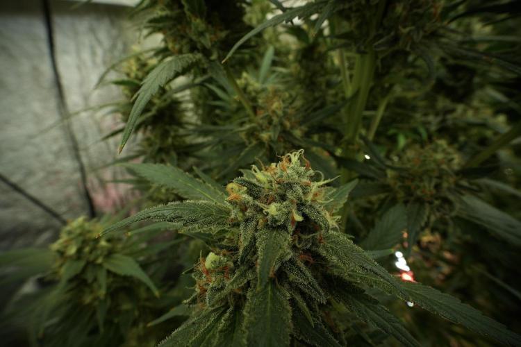 Skywalker OG Legends of the 12/12 Galaxy. Week 13 - Skywalker OG 12-12 from seed 
