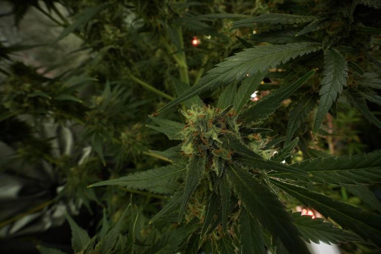 Skywalker OG Legends of the 12/12 Galaxy. Week 13 - Skywalker OG 12-12 from seed 