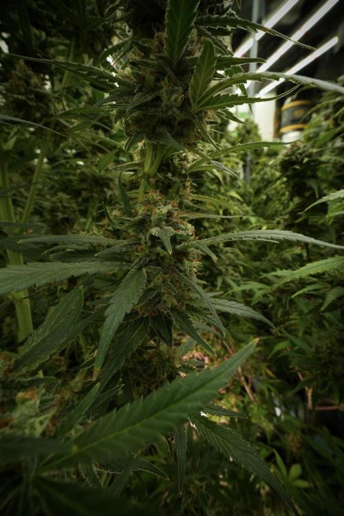 Skywalker OG Legends of the 12/12 Galaxy. Week 13 - Skywalker OG 12-12 from seed 