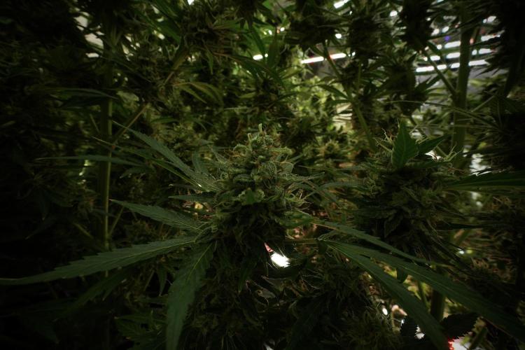 Skywalker OG Legends of the 12/12 Galaxy. Week 13 - Skywalker OG 12-12 from seed 