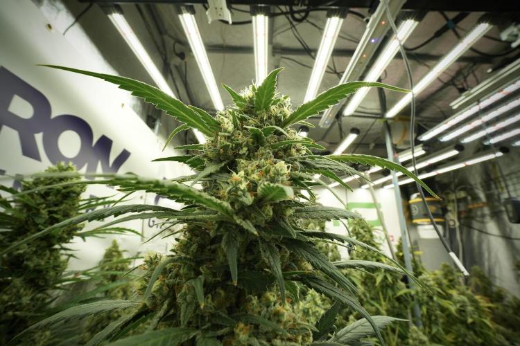 Skywalker OG Legends of the 12/12 Galaxy. Week 13 - Skywalker OG 12-12 from seed 