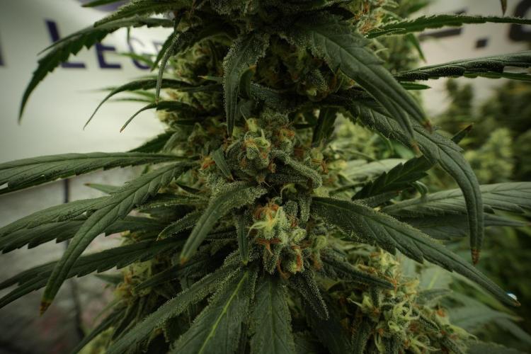 Skywalker OG Legends of the 12/12 Galaxy. Week 13 - Skywalker OG 12-12 from seed 