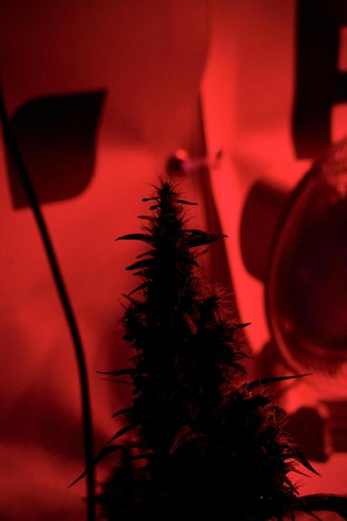 Skywalker OG Legends of the 12/12 Galaxy. Week 13 - Reds 