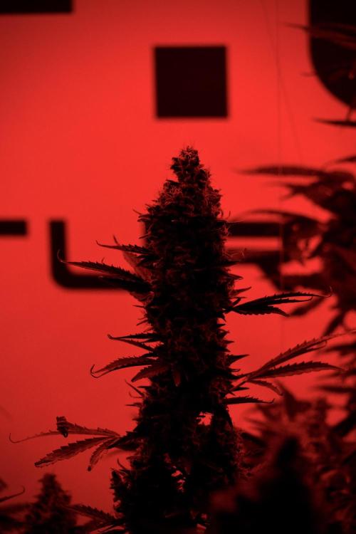 Skywalker OG Legends of the 12/12 Galaxy. Week 13 - Reds 