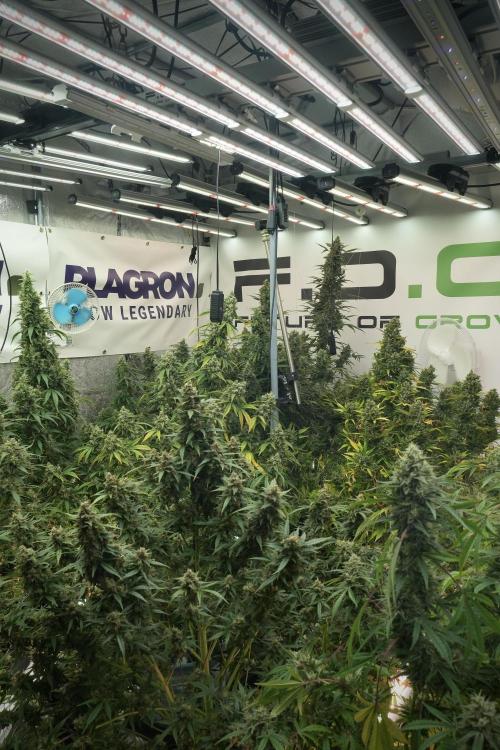 Skywalker OG Legends of the 12/12 Galaxy. Week 13 - Room and vibes 