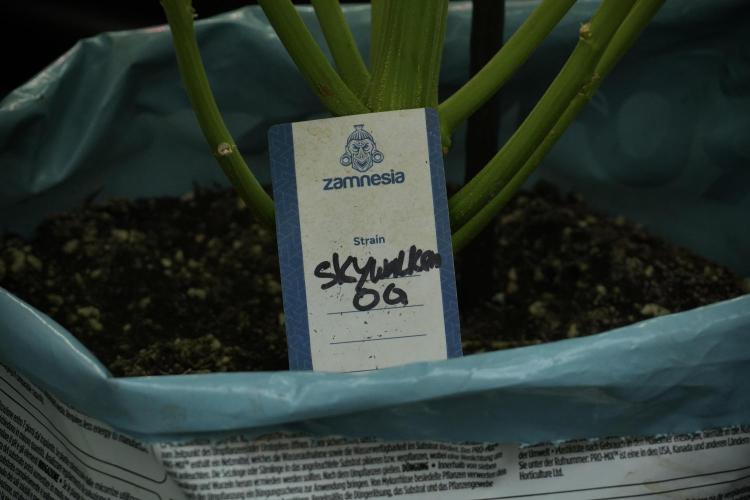 Skywalker OG Legends of the 12/12 Galaxy. Week 13 - Skywalker OG 12-12 from seed 