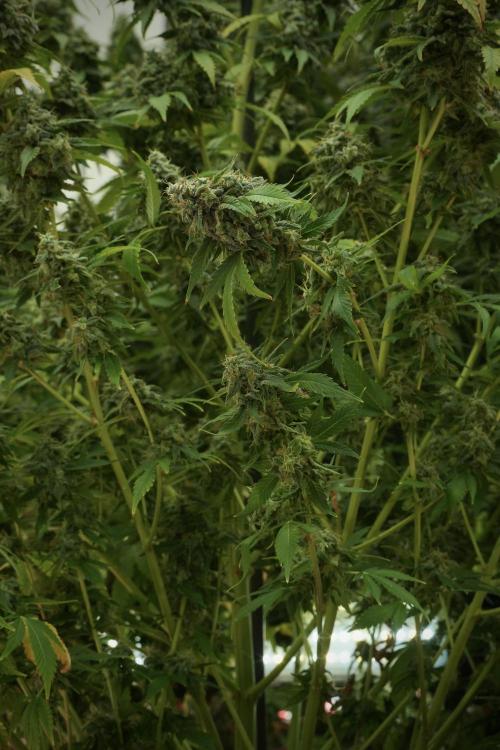 Skywalker OG Legends of the 12/12 Galaxy. Week 13 - Skywalker OG 12-12 from seed 