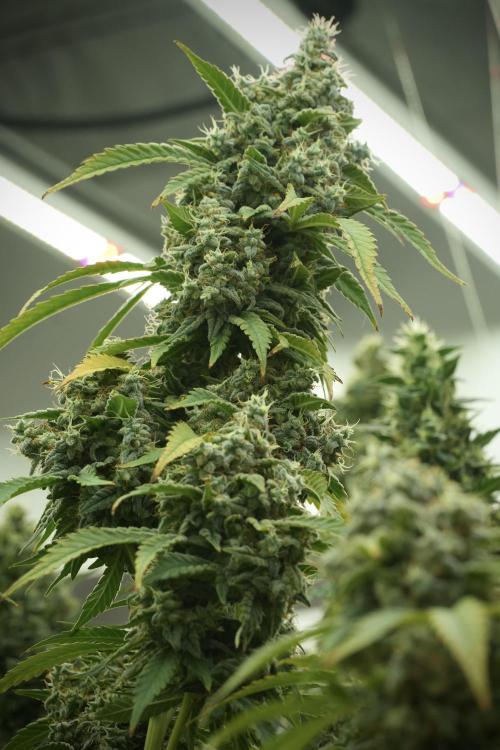 Skywalker OG Legends of the 12/12 Galaxy. Week 13 - Skywalker OG 12-12 from seed 