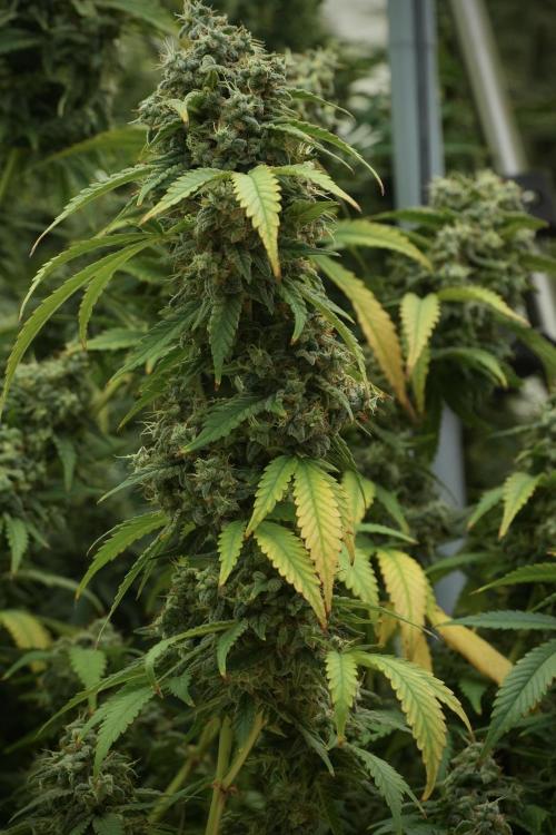 Skywalker OG Legends of the 12/12 Galaxy. Week 13 - Skywalker OG 12-12 from seed 