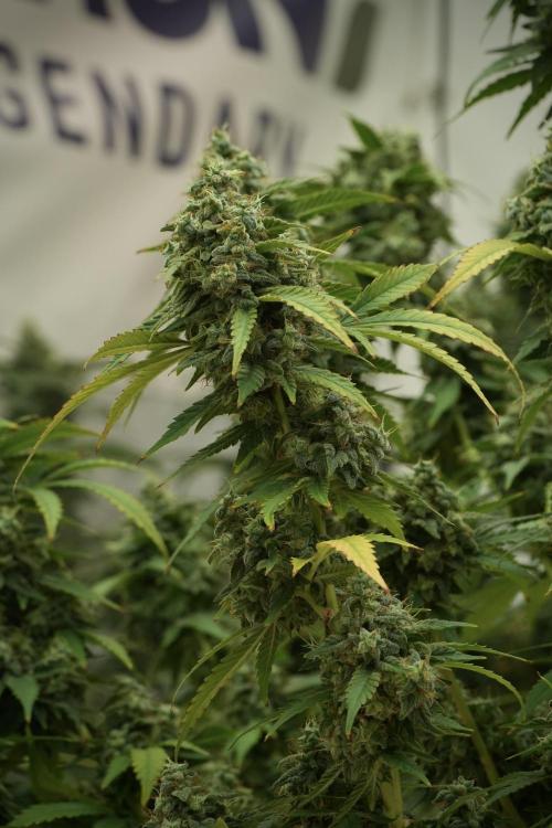 Skywalker OG Legends of the 12/12 Galaxy. Week 13 - Skywalker OG 12-12 from seed 