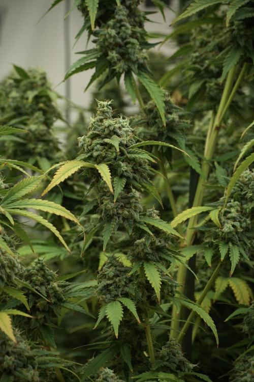 Skywalker OG Legends of the 12/12 Galaxy. Week 13 - Skywalker OG 12-12 from seed 