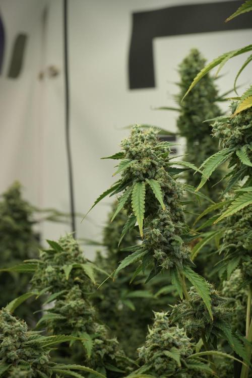 Skywalker OG Legends of the 12/12 Galaxy. Week 13 - Skywalker OG 12-12 from seed 