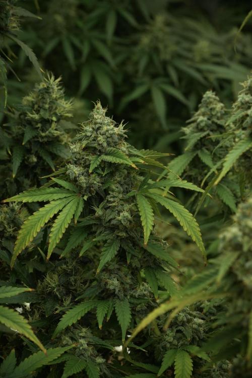 Skywalker OG Legends of the 12/12 Galaxy. Week 13 - Skywalker OG 12-12 from seed 