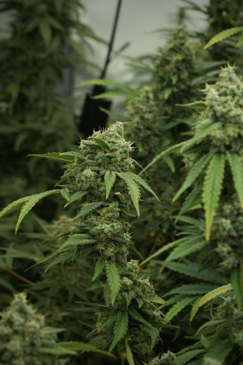 Skywalker OG Legends of the 12/12 Galaxy. Week 13 - Skywalker OG 12-12 from seed 