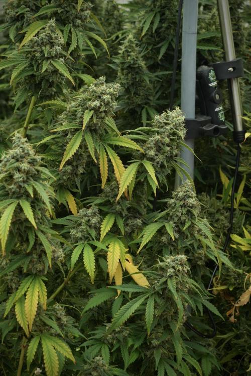 Skywalker OG Legends of the 12/12 Galaxy. Week 13 - Skywalker OG 12-12 from seed 