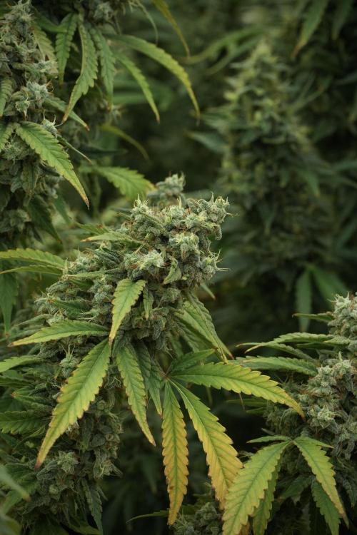 Skywalker OG Legends of the 12/12 Galaxy. Week 13 - Skywalker OG 12-12 from seed 