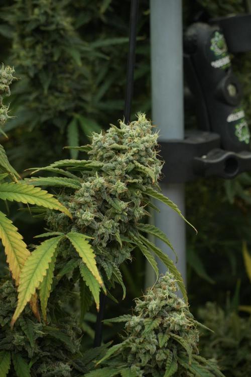 Skywalker OG Legends of the 12/12 Galaxy. Week 13 - Skywalker OG 12-12 from seed 