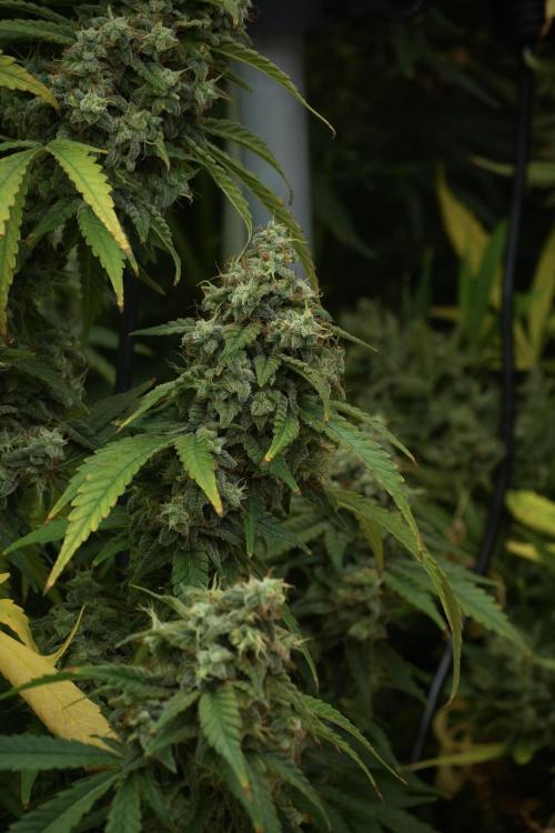 Skywalker OG Legends of the 12/12 Galaxy. Week 13 - Skywalker OG 12-12 from seed 