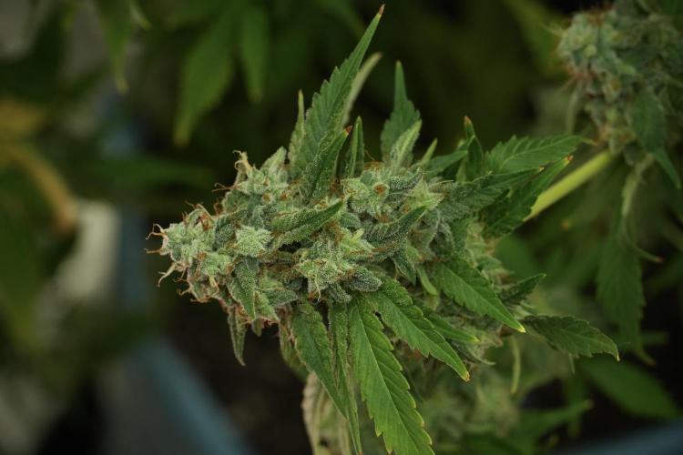 Skywalker OG Legends of the 12/12 Galaxy. Week 13 - Skywalker OG 12-12 from seed 