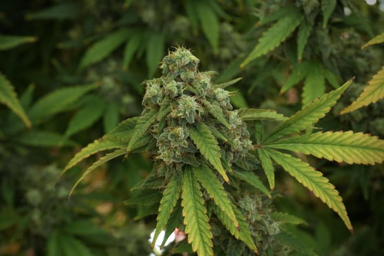 Skywalker OG Legends of the 12/12 Galaxy. Week 13 - Skywalker OG 12-12 from seed 