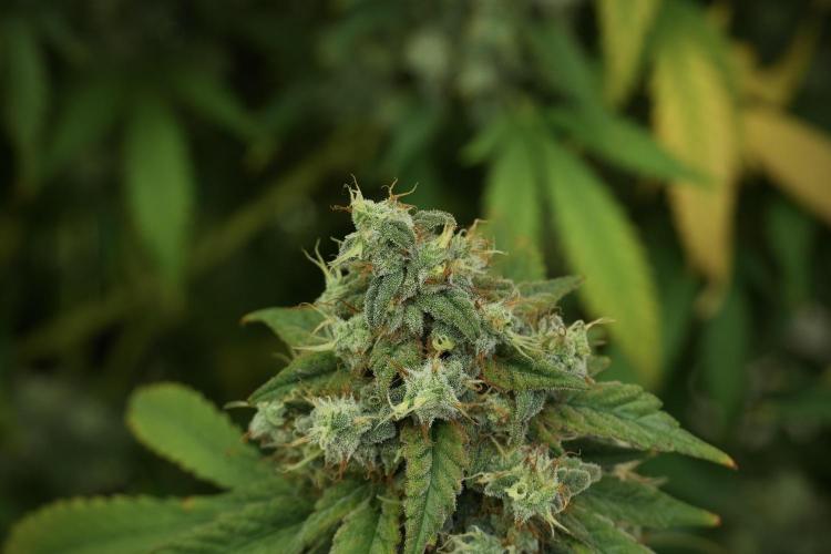 Skywalker OG Legends of the 12/12 Galaxy. Week 13 - Skywalker OG 12-12 from seed 