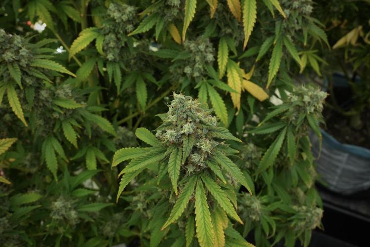 Skywalker OG Legends of the 12/12 Galaxy. Week 13 - Skywalker OG 12-12 from seed 