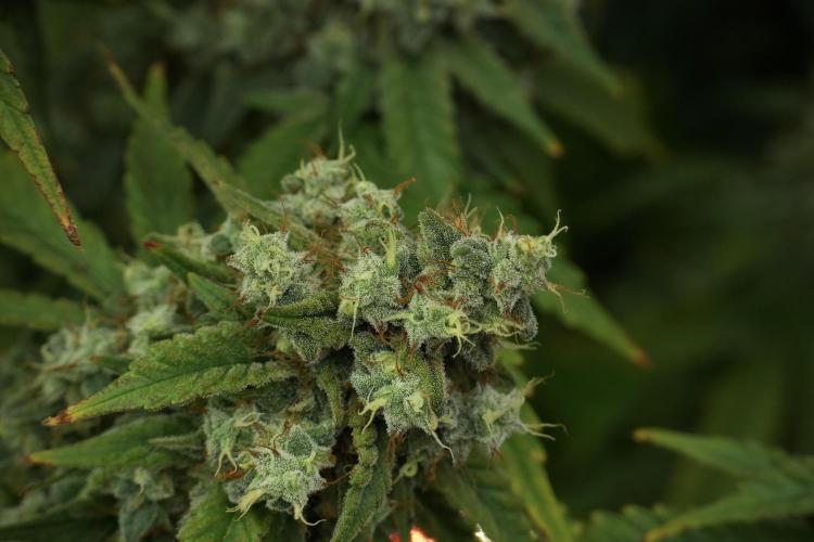 Skywalker OG Legends of the 12/12 Galaxy. Week 13 - Skywalker OG 12-12 from seed 