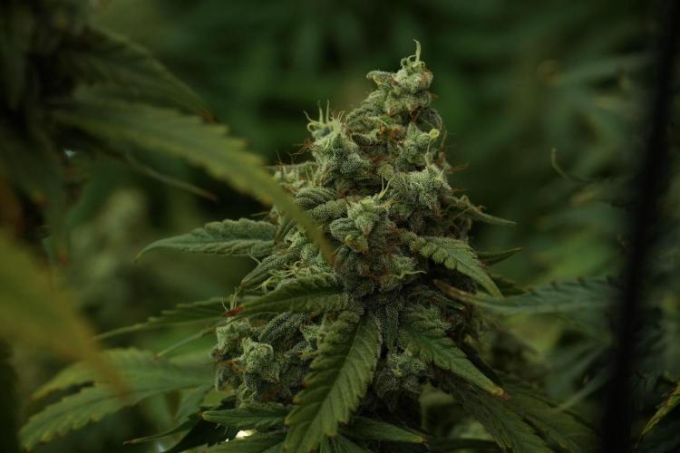 Skywalker OG Legends of the 12/12 Galaxy. Week 13 - Skywalker OG 12-12 from seed 