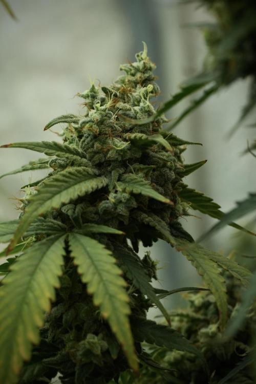 Skywalker OG Legends of the 12/12 Galaxy. Week 13 - Skywalker OG 12-12 from seed 