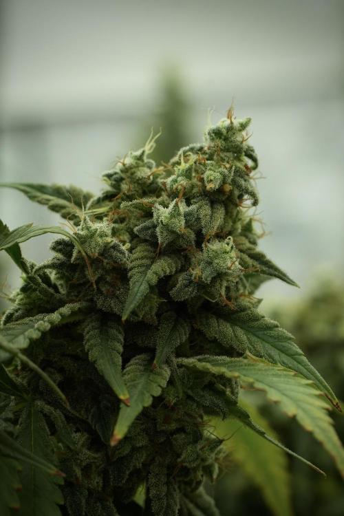 Skywalker OG Legends of the 12/12 Galaxy. Week 13 - Skywalker OG 12-12 from seed 